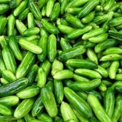 Green Fresh Ivy Gourd, Cultivation Type : Organic for Cooking