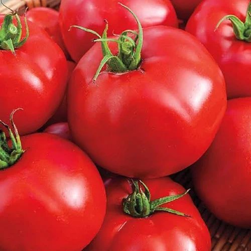 Fresh Red Tomato, Grade : Food Grade for Cooking