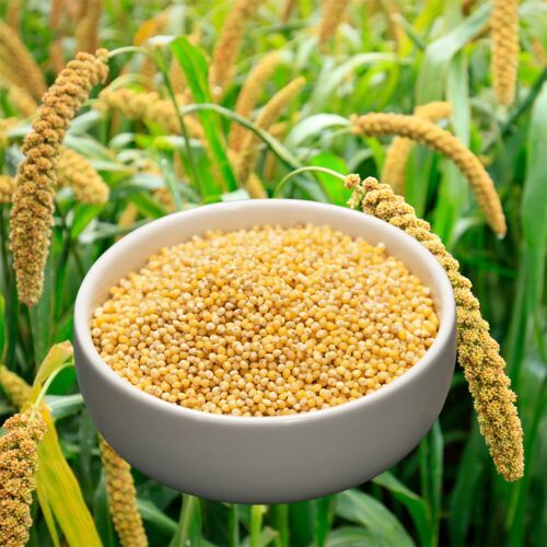 Organic Millets, Seed Type : Hybrid, Grade : Feed Grade