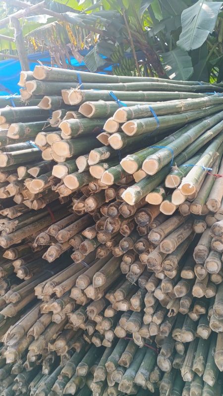 Bamboo Poles, 12 Feet Tall Super Top