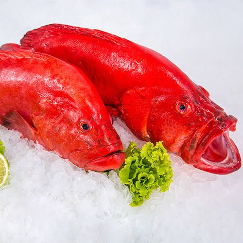Sea Fish, Color : Red, Freezing Process : Cold Storage