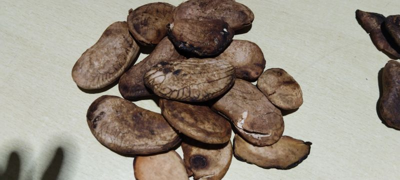 Wild Dried Mangoes Kernel