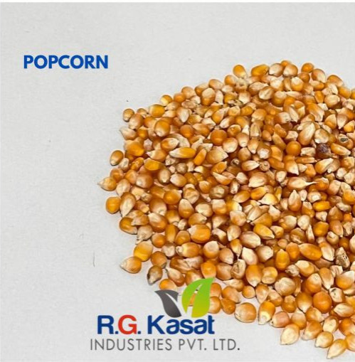 Popcorn Maize