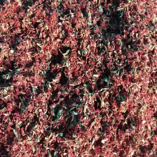 Woodfordia Fruticosa