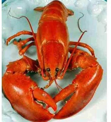 Frozen Lobster, Color : Red, Brand Name : Akira Fresh for Cooking