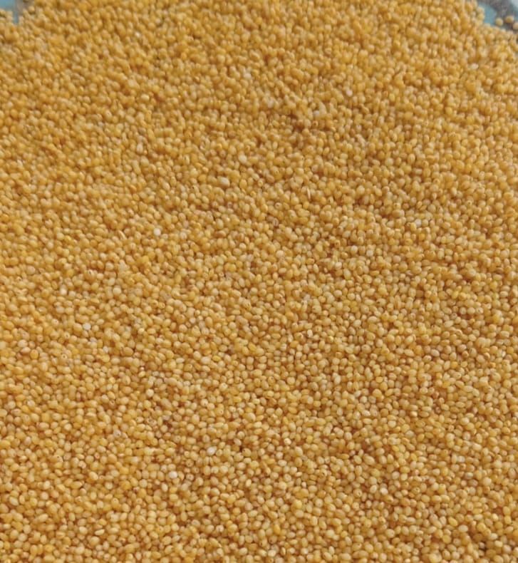 foxtail millet