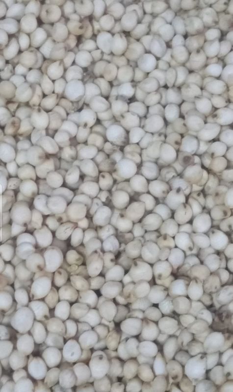 White Sorghum Millet