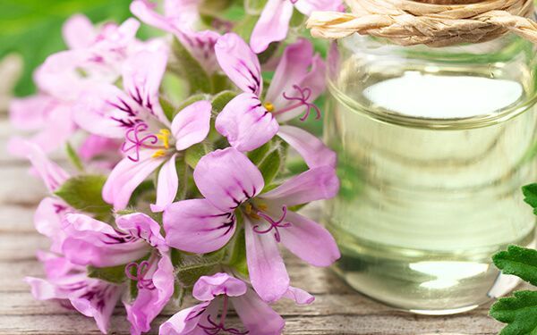 Wild Geranium Oil