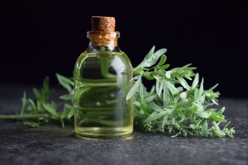 artemisia absinthium herb oil