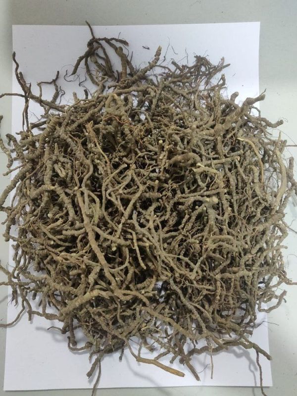 Carapichea Ipecacuanha Black Ipecac Roots