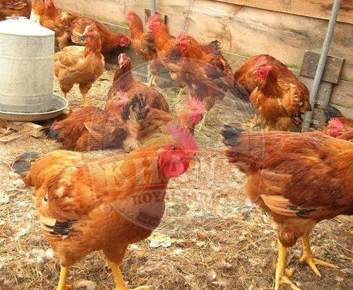 Natural Rearing Sonali Country Chicken, Age : 10-12 Weeks
