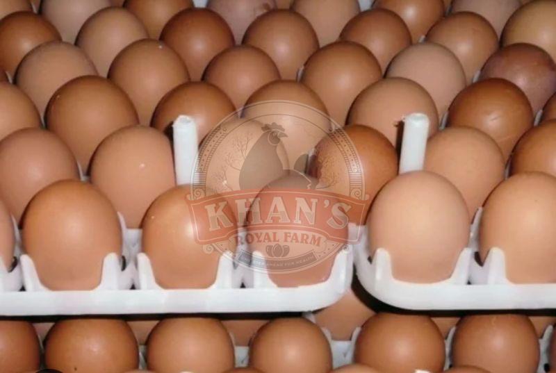 Sonali Hatching Eggs