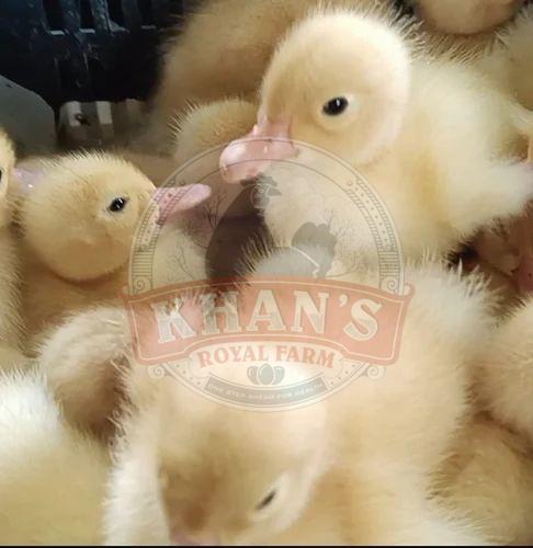 White Pekin Ducklings, Age : Day-old