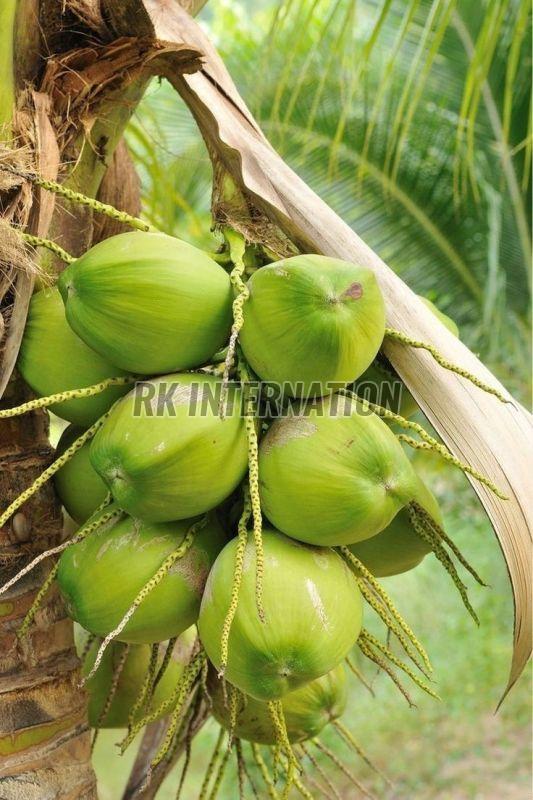 Green Tender Coconut