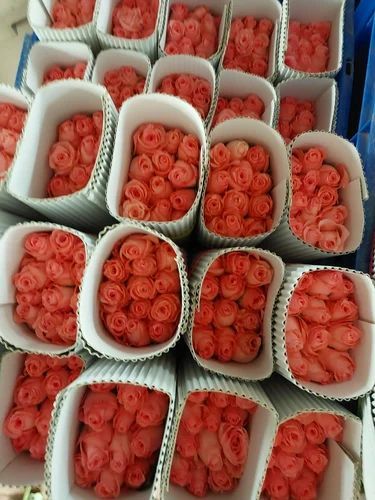 Fresh Baby Pink Dutch Rose