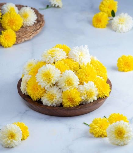 Fresh Chrysanthemum Flower