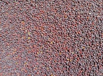 Black Mustard Seeds, Seed Type : Hybrid, Packaging Type : PP Bags