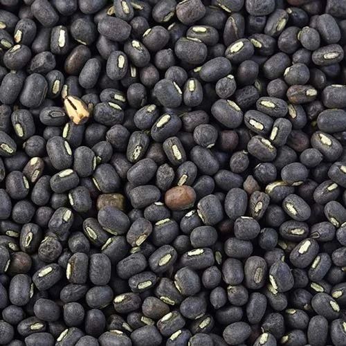 Black Sabut Urad Dal, Packaging Type : PP Bag for Human Consumption