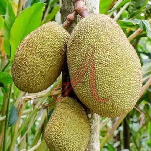 Green Fresh Jackfruit, Cultivation Type : Organic for Cooking