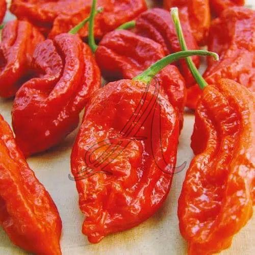 Fresh Pepper Chilli, Color : Red, Taste : Spicy for Cooking
