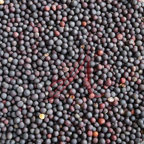 Organic Rapeseed Seeds, Color : Black Dried, Purity : 99%