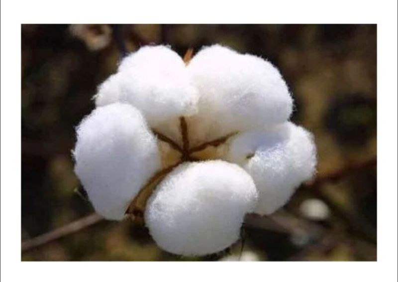 Cotton Fiber