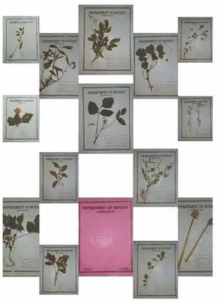 Botany Herbarium Sheet