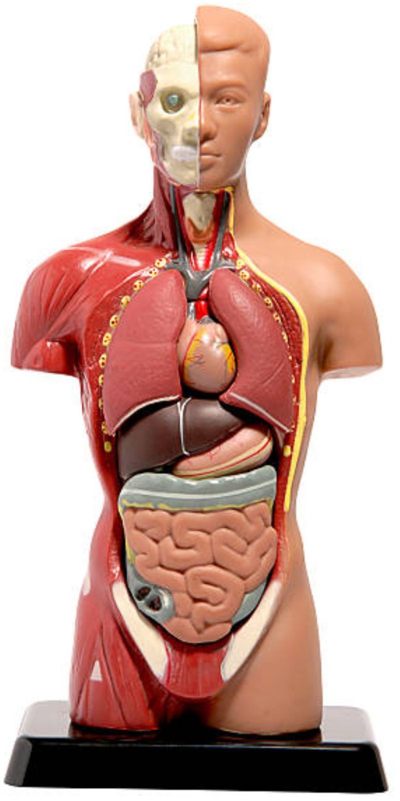 Human Anatomical Models