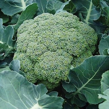 Fresh Broccoli