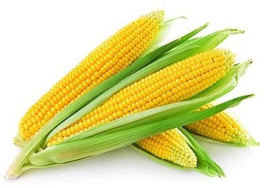 Fresh Corn