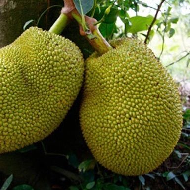 Jackfruit