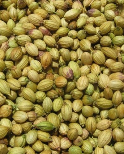 coriander seeds