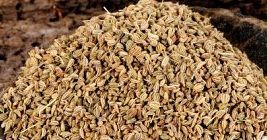 Ajwain