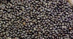 Black Lentil