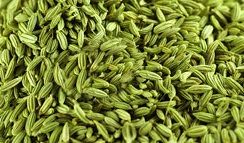 Fennel Seed