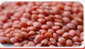 Red Masoor Dal
