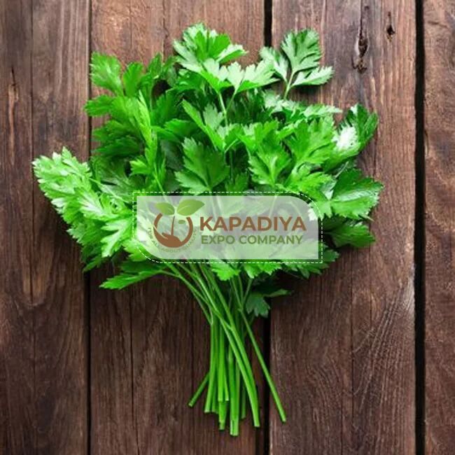 Fresh Parsley Leaves