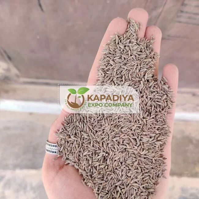 Singapore Cumin Seed