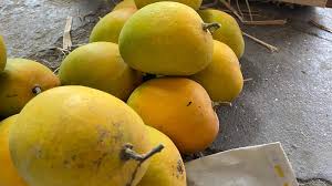 Devgad Alphonso Mango