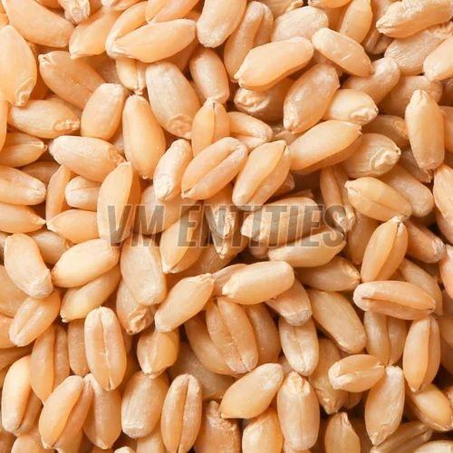 Wheat Seeds