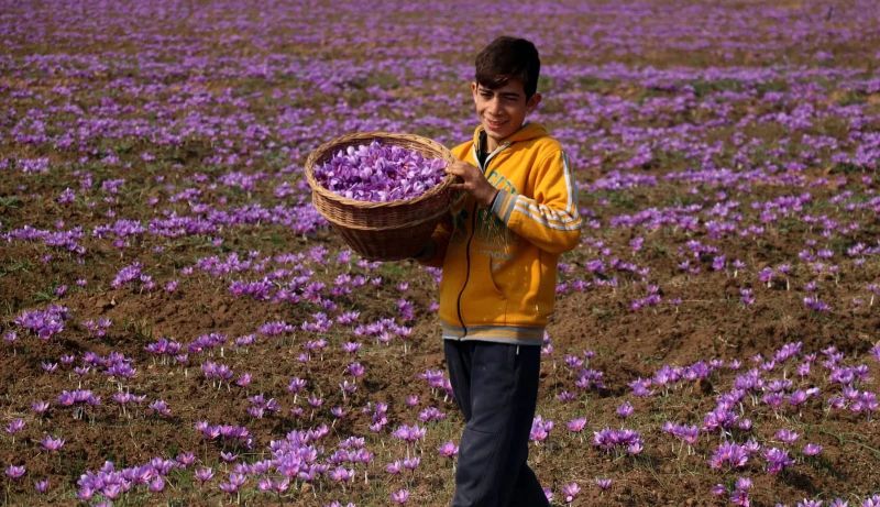 Premium Kashmiri Saffron