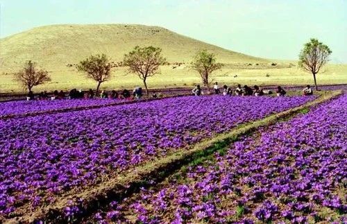 Premium Kashmiri Saffron