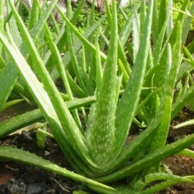 Pure Aloe Vera Gel