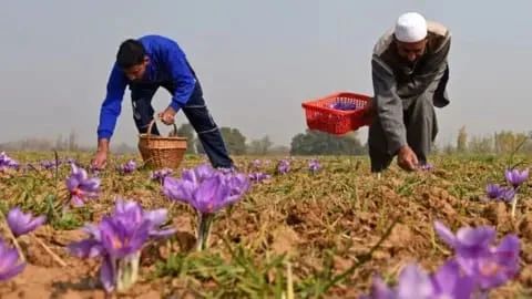 Premium Kashmiri Saffron