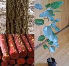 Sandalwood Plantation Consultancy Service