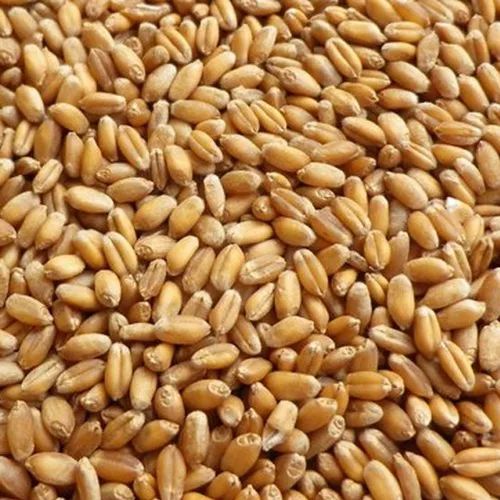 B Grade Wheat Grain