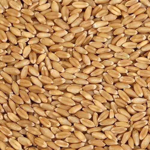 Fresh Wheat Grain