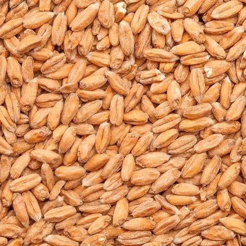 Raw Wheat Grain