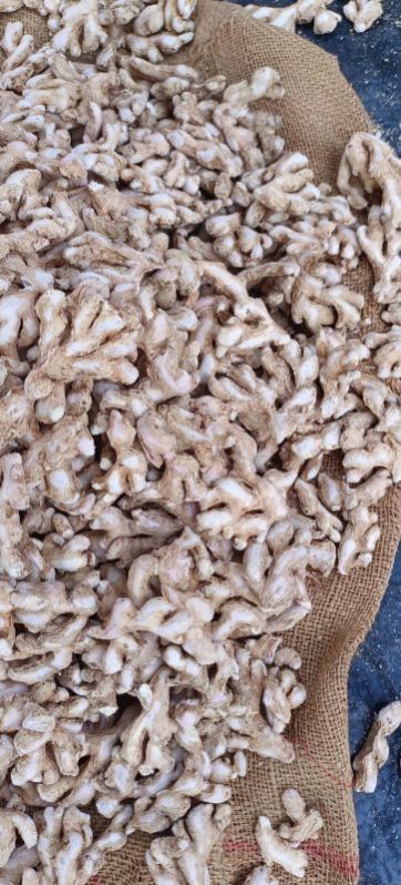 Ginger Super Delux Quality