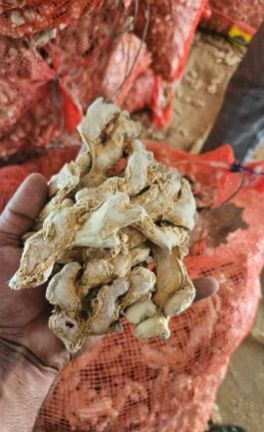 so2 Super Deluxe Ginger